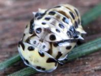 Augenmarienkäfer, Anatis ocellata