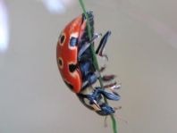 Augenmarienkäfer, Anatis ocellata