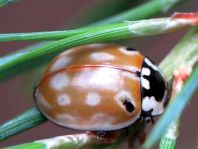 Augenmarienkäfer, Anatis ocellata