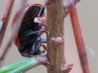 Augenmarienkäfer, Anatis ocellata