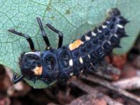 Augenmarienkäfer, Anatis ocellata, Larve