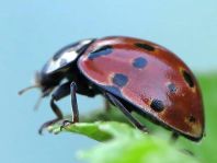Augenmarienkäfer, Anatis ocellata