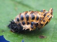 Augenmarienkäfer, Anatis ocellata, Puppe