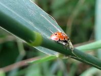 Augenmarienkäfer, Anatis ocellata