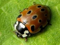 Augenmarienkäfer, Anatis ocellata