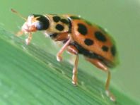 Anisosticta novemdecimpunctata, Neunzehnpunkt-Marienkäfer