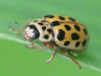 Anisosticta novemdecimpunctata, Neunzehnpunkt-Marienkäfer