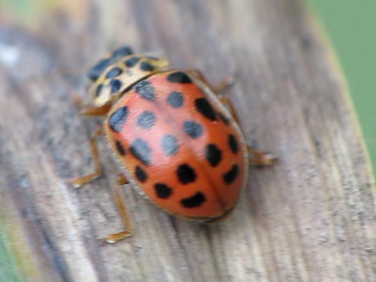 Anisosticta novemdecimpunctata, Neunzehnpunkt-Marienkäfer