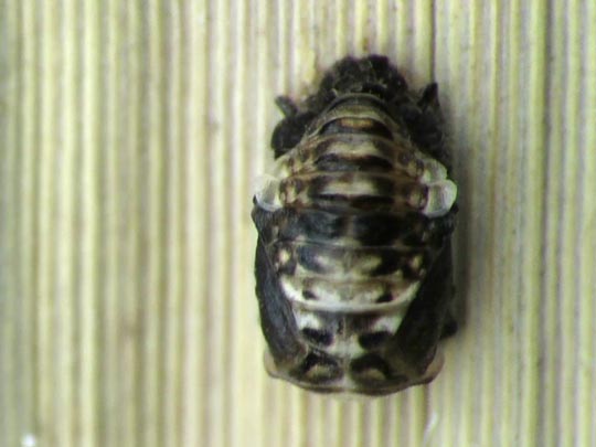 Anisosticta novemdecimpunctata, Neunzehnpunkt-Marienkäfer