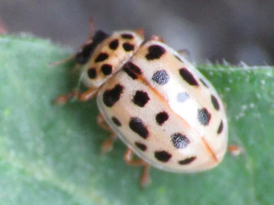 Anisosticta novemdecimpunctata, Neunzehnpunkt-Marienkäfer