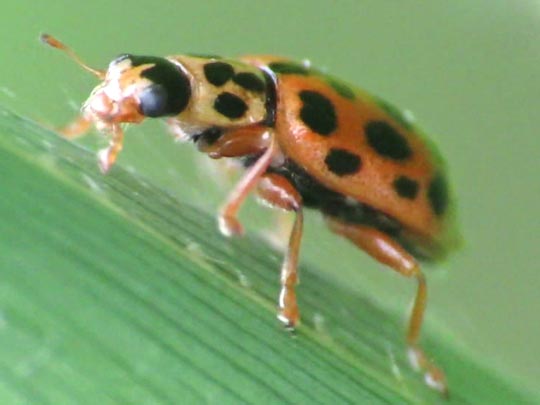 Anisosticta novemdecimpunctata, Neunzehnpunkt-Marienkäfer