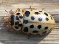 Anisosticta novemdecimpunctata, Neunzehnpunkt-Marienkäfer