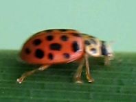 Anisosticta novemdecimpunctata, Neunzehnpunkt-Marienkäfer