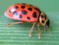 Anisosticta novemdecimpunctata, Neunzehnpunkt-Marienkäfer