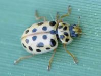 Anisosticta novemdecimpunctata, Neunzehnpunkt-Marienkäfer
