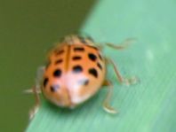 Anisosticta novemdecimpunctata, Neunzehnpunkt-Marienkäfer