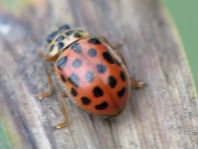 Anisosticta novemdecimpunctata, Neunzehnpunkt-Marienkäfer