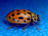 Anisosticta novemdecimpunctata, Neunzehnpunkt-Marienkäfer