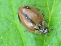 Aphidecta obliterata, Nadelbaum-Marienkäfer