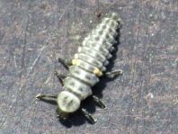 Aphidecta obliterata, Nadelbaum-Marienkäfer