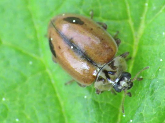 Aphidecta obliterata, Nadelbaum-Marienkäfer