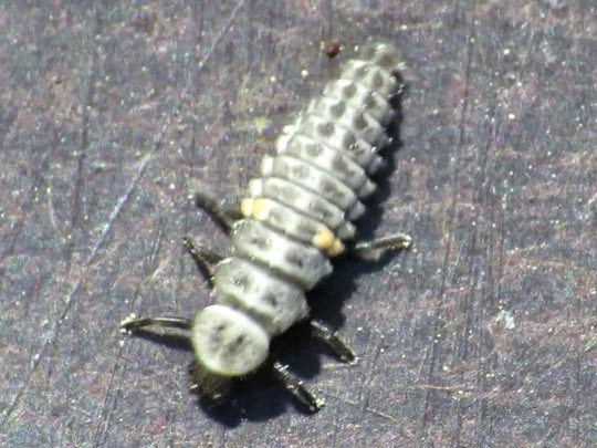 Aphidecta obliterata, Nadelbaum-Marienkäfer