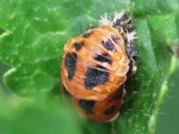 Asiatischer Marienkäfer, Harmonia axyridis