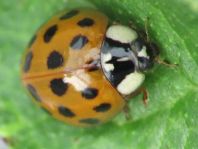 Asiatischer Marienkäfer, Harmonia axyridis