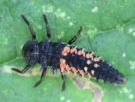Asiatischer Marienkäfer, Harmonia axyridis