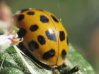 Asiatischer Marienkäfer, Harmonia axyridis
