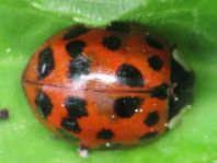 Asiatischer Marienkäfer, Harmonia axyridis