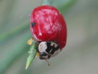 Asiatischer Marienkäfer, Harmonia axyridis