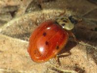 Asiatischer Marienkäfer, Harmonia axyridis
