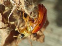 Asiatischer Marienkäfer, Harmonia axyridis