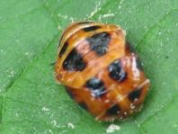 Asiatischer Marienkäfer, Harmonia axyridis
