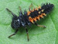Asiatischer Marienkäfer, Harmonia axyridis