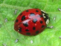 Asiatischer Marienkäfer, Harmonia axyridis