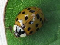 Asiatischer Marienkäfer, Harmonia axyridis