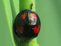 Asiatischer Marienkäfer, Harmonia axyridis