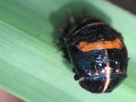 Asiatischer Marienkäfer, Harmonia axyridis
