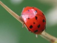 Asiatischer Marienkäfer, Harmonia axyridis