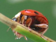 Asiatischer Marienkäfer, Harmonia axyridis