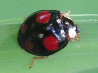 Asiatischer Marienkäfer, Harmonia axyridis