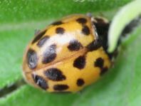 Asiatischer Marienkäfer, Harmonia axyridis