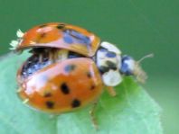 Asiatischer Marienkäfer, Harmonia axyridis