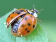 Asiatischer Marienkäfer, Harmonia axyridis