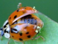 Asiatischer Marienkäfer, Harmonia axyridis