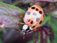 Asiatischer Marienkäfer, Harmonia axyridis