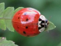 Asiatischer Marienkäfer, Harmonia axyridis