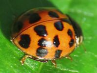 Asiatischer Marienkäfer, Harmonia axyridis